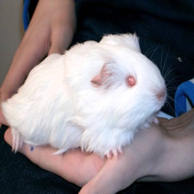 Kyra, Sheltie Himalaya Schoko