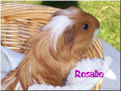 Coronetm&auml;del Rosalie