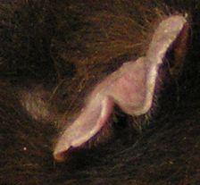 Bockohr nach Kampf mit Kumpel