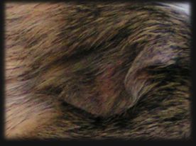 Ohr Kastrat English Crested 1 Jahr alt