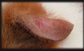 Ohr Teddym&auml;del 1/2 jahr alt