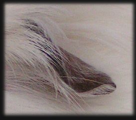 Ohr Coronet Himalaya 1/2 Jahr 