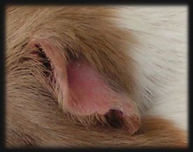 Ohr GH M&auml;del 2 Jahre