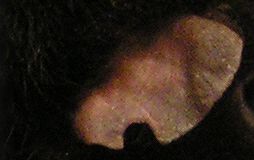 Ohr eines Weibchens nach Auseinandersetzung mit anderem Weibchen