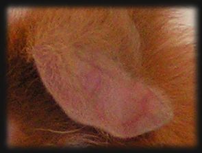 Ohr Teddym&auml;del 2 Jahre alt