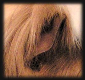 Ohr Coronetm&auml;del 1/2 Jahr