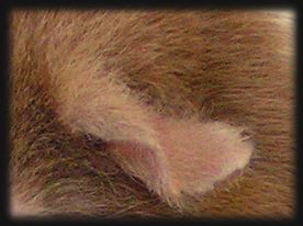 Ohr Zuchtm&auml;del US-Teddy