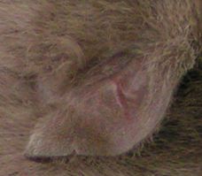 Ohr eines Teddybabys