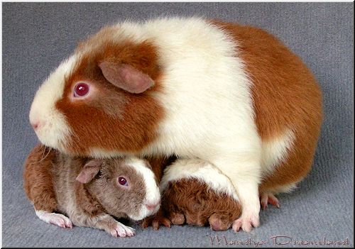 Purple Dream und Babies