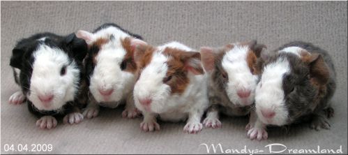 Wurf Eloise x Kaskasi Bear