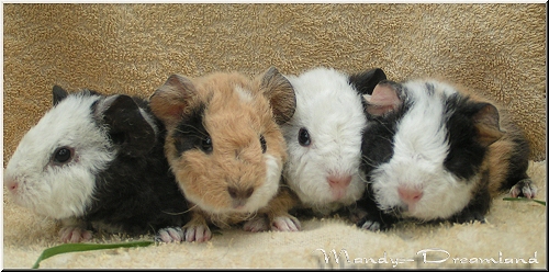 Wuf Tiffany August 2018