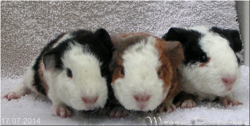 Wurf von Happy am 17.07.2014