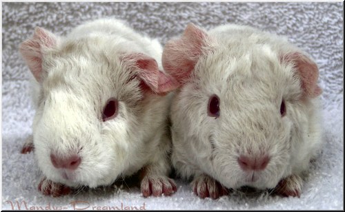 Wurf Kirby Juli 2014