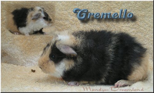 Cremello Kastrat reserviert!