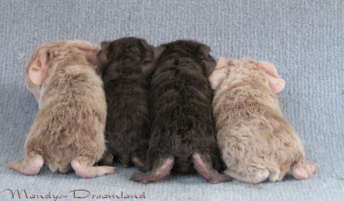 Wurf von leonie und zwurzel