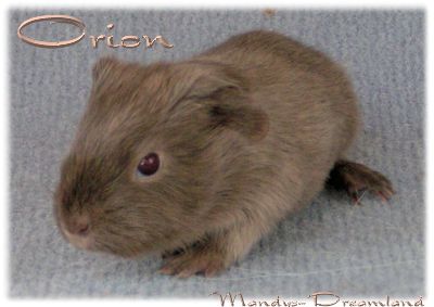 GH-Bock slate-blue Orion