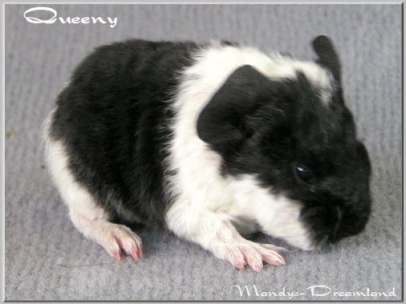 Queeny US-Teddym&auml;del sw