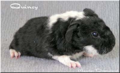 US-Teddy Bock Quincy