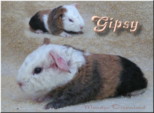 Gipsy