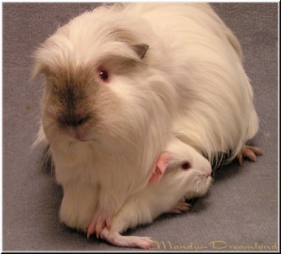 Shalimars erster Wurf