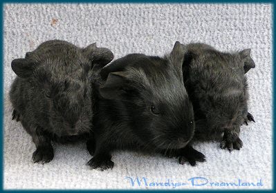 Wurf von face und Anton